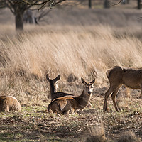 Buy canvas prints of Deer  by Kevin White