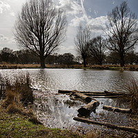 Buy canvas prints of Small lake Richmond Park by Kevin White