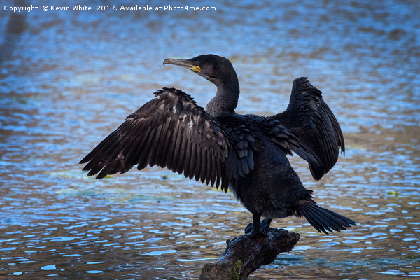 Cormorant spreading wings Framed Print by Kevin White