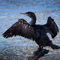Buy canvas prints of Cormorant spreading wings by Kevin White