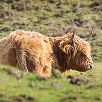 Buy canvas prints of Highland Cow by Kevin White