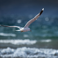Buy canvas prints of Seagull about to dive by Kevin White