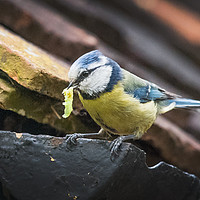 Buy canvas prints of Blue Tit nesting in shed by Kevin White