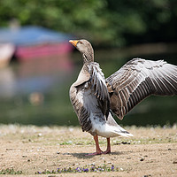Buy canvas prints of Goose spreading his wings by Kevin White