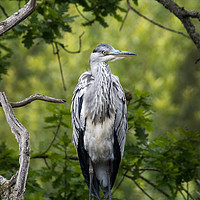 Buy canvas prints of Grey Heron by Kevin White