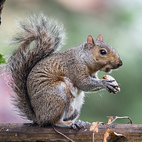 Buy canvas prints of Garden Squirrel by Kevin White