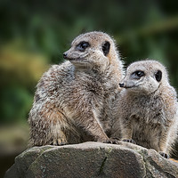 Buy canvas prints of Meerkats sharing guard duty by Kevin White