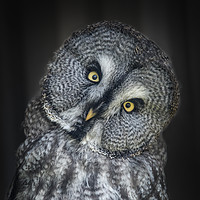 Buy canvas prints of Great Grey Owl by Kevin White