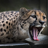 Buy canvas prints of Cheetah by Kevin White