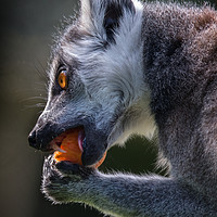 Buy canvas prints of Lemur having lunch by Kevin White