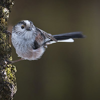 Buy canvas prints of Long tailed tit by Kevin White