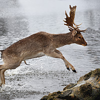 Buy canvas prints of Young Deer jumping over log by Kevin White