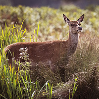 Buy canvas prints of Young Deer sheltering from the sun by Kevin White