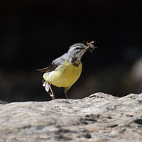 Buy canvas prints of Grey wagtail  by Kevin White