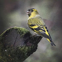 Buy canvas prints of Siskin by Kevin White