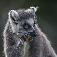 Buy canvas prints of Lemur right handed fruit eater by Kevin White