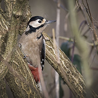 Buy canvas prints of Great Spotted Woodpecker by Kevin White