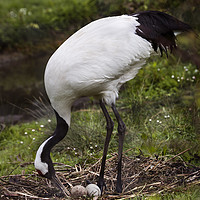 Buy canvas prints of Red Crowned Crane by Kevin White