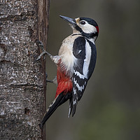 Buy canvas prints of Great Spotted Woodpecker by Kevin White