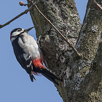 Buy canvas prints of Great spotted woodpecker by Kevin White