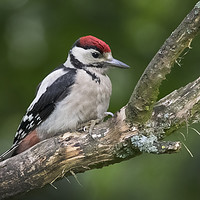 Buy canvas prints of Juvenille Great Spotted Woodpecker by Kevin White