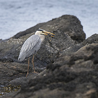 Buy canvas prints of Heron fishing on beach by Kevin White