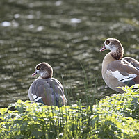 Buy canvas prints of Egyptian goose by Kevin White
