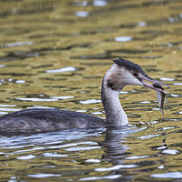 Buy canvas prints of Grebe by Kevin White