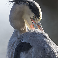 Buy canvas prints of Backlit grey heron by Kevin White