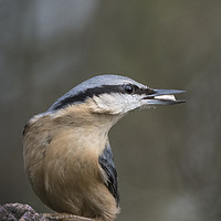 Buy canvas prints of Nuthatch bird by Kevin White