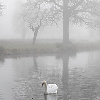 Buy canvas prints of swan at dawn by Kevin White