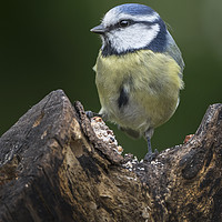 Buy canvas prints of Blue Tit by Kevin White