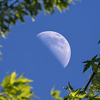 Buy canvas prints of daylight half moon by Kevin White
