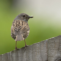 Buy canvas prints of Dunnock by Kevin White