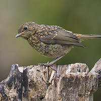Buy canvas prints of Juvenile Robin by Kevin White