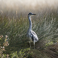 Buy canvas prints of Heron on guard by Kevin White
