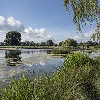 Buy canvas prints of Summer scene at Bushy Park by Kevin White