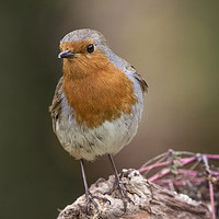 Buy canvas prints of Redbreast Robin by Kevin White