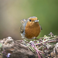 Buy canvas prints of Robin Redbreast by Kevin White