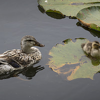 Buy canvas prints of Duck with chick by Kevin White