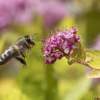 Buy canvas prints of Honey bee about to get a feast by Kevin White