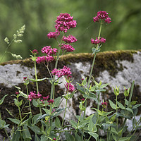 Buy canvas prints of Wild flowers growing on old wall by Kevin White