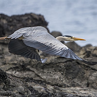 Buy canvas prints of Heron on a mission by Kevin White