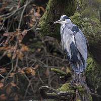 Buy canvas prints of grey heron sitting on perch by Kevin White