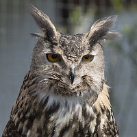 Buy canvas prints of Eurasian Eagle Owl by Kevin White