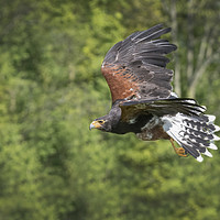 Buy canvas prints of Harris Hawk by Kevin White