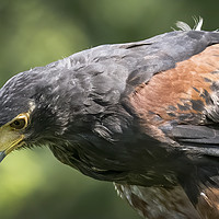 Buy canvas prints of Harris Hawk close up by Kevin White