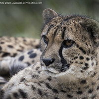 Buy canvas prints of Cheetah sitting down  by Kevin White