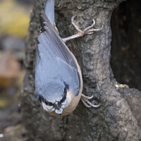 Buy canvas prints of Nuthatch holding a pebble by Kevin White