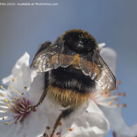 Buy canvas prints of Bumble Bee Wings by Kevin White
